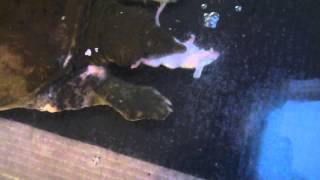 Chinese softshell turtle eat mouse