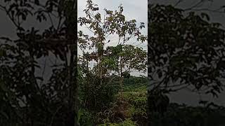 Download lagu mulut punai mau tidur mp3