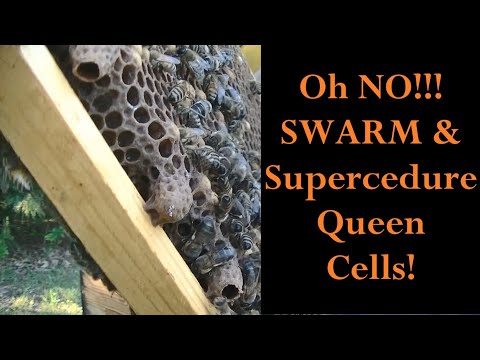 Swarm & Supercedure Cells Everywhere!!!