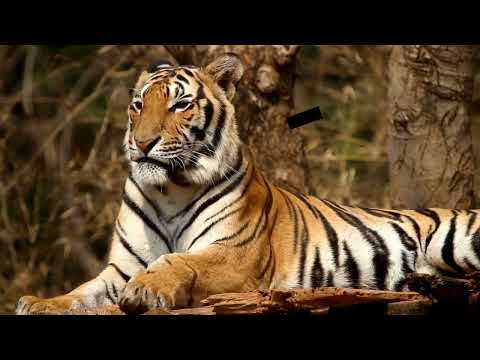 Unique Tigers Collection 8K HDR 60FPS ULTRA HD Hổ Siberia - Vị Vua Hoang Dã | Khám Phá Thế Giới Động
