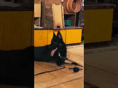 Deutscher Schäferhund Welpe kaufen