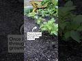 🥔 Want more potatoes? Use this 1 tip and it will make all the difference! #growingpotatoes #potatoes