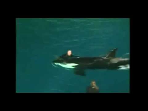 Drama bei Walshow: Orca zieht Trainer in die Tiefe (Sea World)