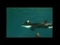 Drama Bei Walshow Orca Zieht Trainer In Die Tiefe Sea World