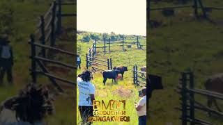 Download lagu UMavava no Khuzani  basuka farh mp3