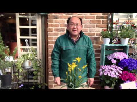 園芸 カンガルーポー、独創的で非常に装飾的な植物