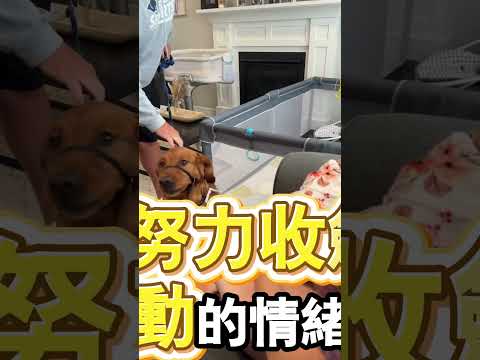 狗狗化身暖心小保鏢