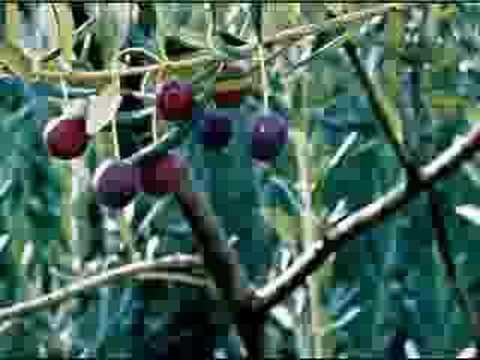 Marin Previsic i grupa Kamen - Uranit cu rano ja