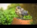 Blue Tit Chick Vs Mr Fluffy The Cat BBC