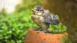 Download lagu Blue tit chick vs Mr Fluffy the cat - BBC mp3 Download lagu Blue tit chick vs Mr Fluffy the cat - BBC mp3