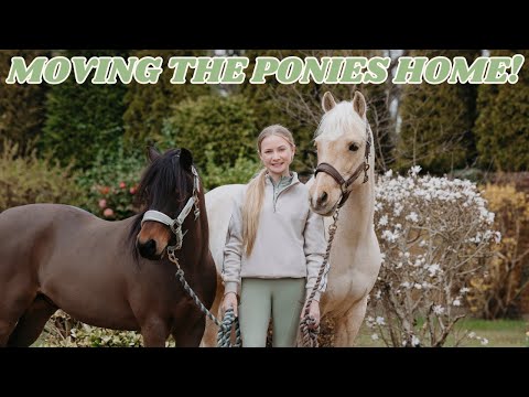 WE HAVE MOVED OUR PONIES TO OUR HOUSE!