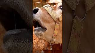 Download lagu Real cow sound moo mooing #shorts #village #cow #shortvideo #cute #sapi #lembu #caballos mp3 Download lagu Real cow sound moo mooing #shorts #village #cow #shortvideo #cute #sapi #lembu #caballos mp3