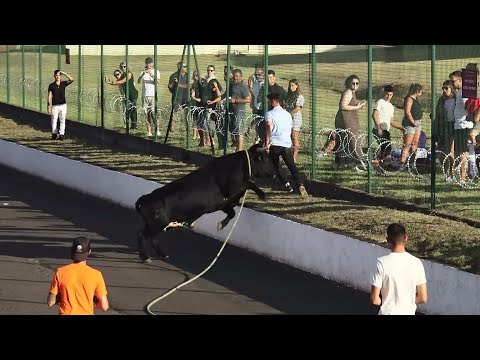 Serra Santiago - JAF Livestock Bulls (87,249,164,244) - 8/15/2025 - Terceira Island - Azores