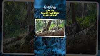 Apa Itu Alas Purwo, Hutan Tertua di Jawa yang Fenomenal akan Kemistisannya