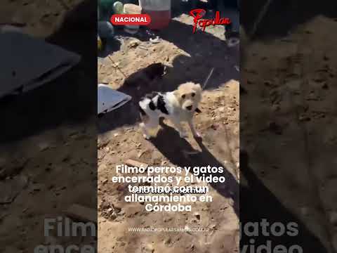 🐶🚨 Filmó perros y gatos encerrados y el video terminó con un allanamiento en Córdoba