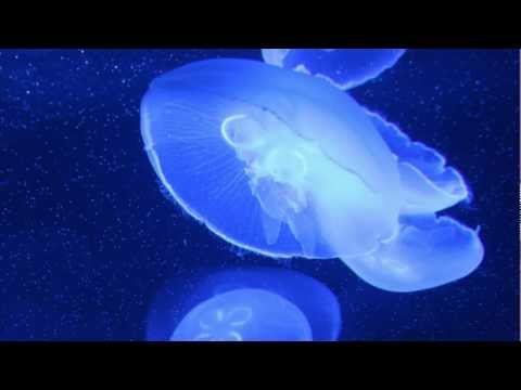 EigenARTig - Mattscheibe (Deep electronic music)