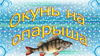Ловля зимой окуня на опарыша