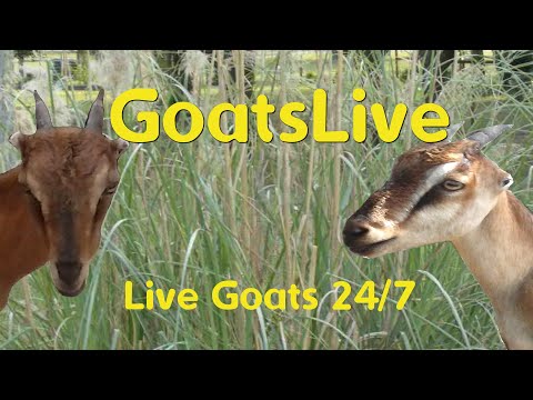 Goats - Brooksville thumbnail