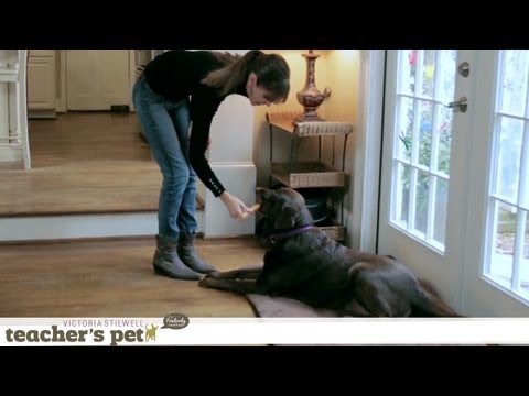 How to Stop Your Dog From Begging | Teacher's Pet With Victoria Stilwell