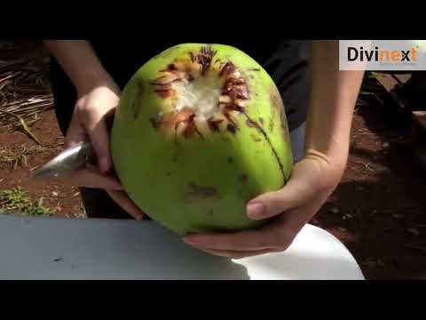 Green Coconut Opener