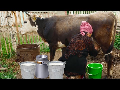 Rustic Recipes using Local Products! Cooking kurut - Kyrgyz dry fermented milk product