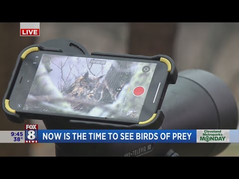 Get a rare look at Great Horned Owl nest