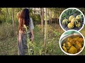 Village Girl S Traditional Pumpkin Treat Straight From Garden To Kitchen