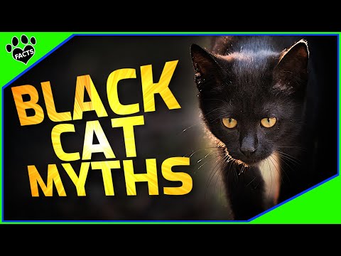 Black Cats Superstitions Myths and Facts