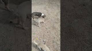 Video preview image #1 Basset Hound-Unknown Mix Puppy For Sale in Apple Valley, CA, USA