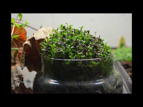 Sprouting Clover Timelapse