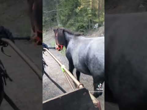 Kesä 2020. Ajelulla entisellä lainaponilla. Mukana koko perhe. Pirpana pääsi villittelemään. 😍