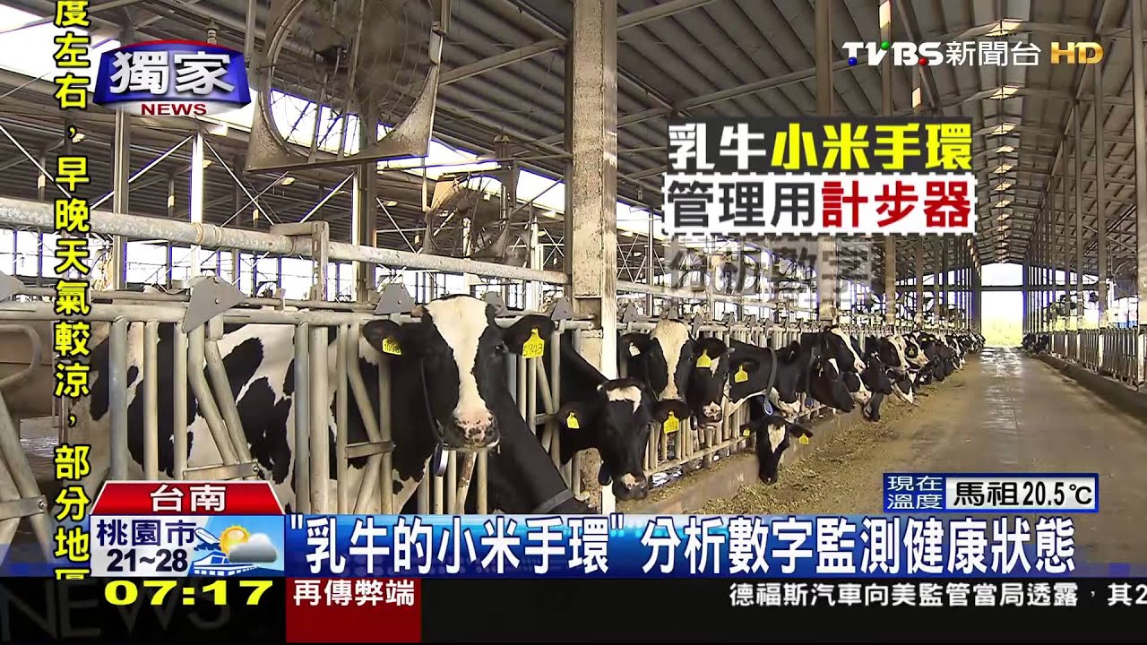 獨家／牛擠乳先SPA　「圓盤榨乳機」像另類旋轉木馬