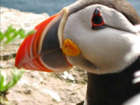 Your song - Páll Rósinkranz