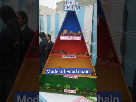 Food Chain Model | carnivores |Herbivores #sweetblossoms #science #education #exihibition #trending