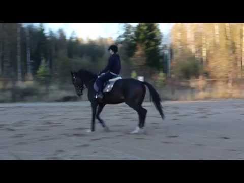 Chanterelle 12.10.2015