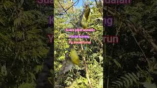 Download lagu Suara pikat kecial kuning ampuh mp3