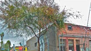 "FREEDOM MUST BE NOW" by THIRD WORLD BAND featuring MYKAL ROSE (HD) video by ANNA FISHER