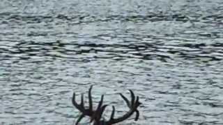 Triple droptine whitetail swimming Brazos River / rough airboat ride / gator gar pics