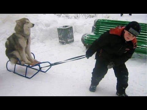 Dogs Seeing Snow for the First Time 😂 You Will Laugh Your Head Off!