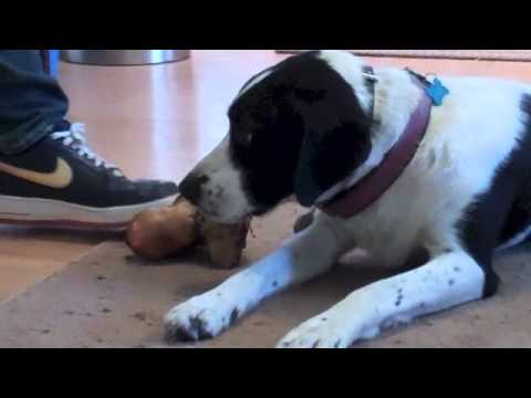 The Good Dog Minute 9/10/13: Sam, working through serious resource guarding issues.