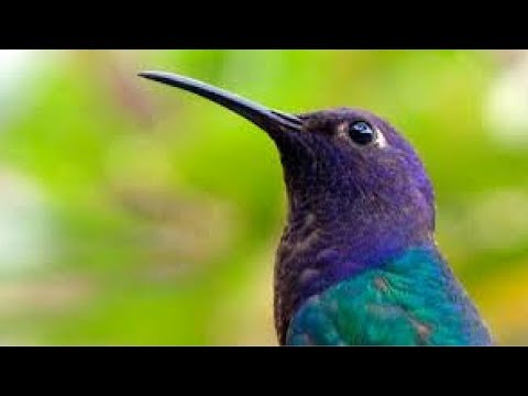 Vôo do Beija Flor   Elisa Cristal