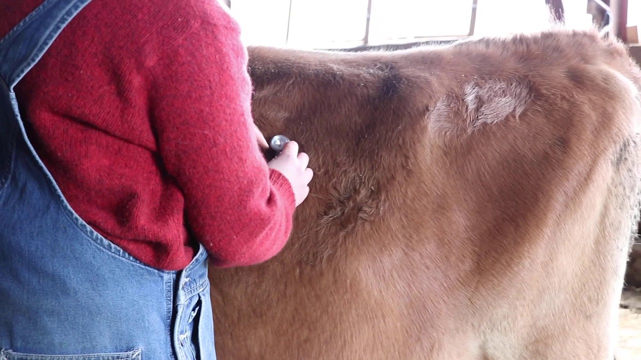 Health Exam- Cow