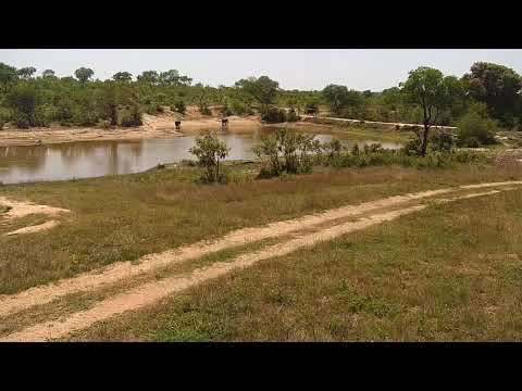 Djuma: Small group of Elephants get a quick drink - 10:12 - 10/30/20
