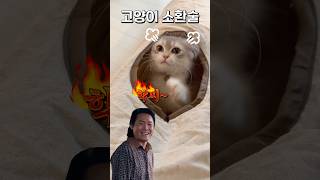 고양이 소환술 (뛰어 jump)
