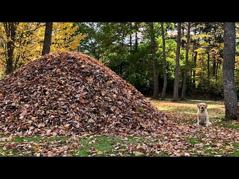 Watch Viral Video of Dog Jumping into Piles of Leaves - Dog Named