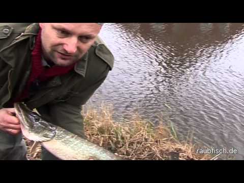 Natural bait fishing for pike with Matze Koch, Part 2