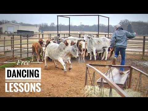 These Brahmas Will Make You Dance!