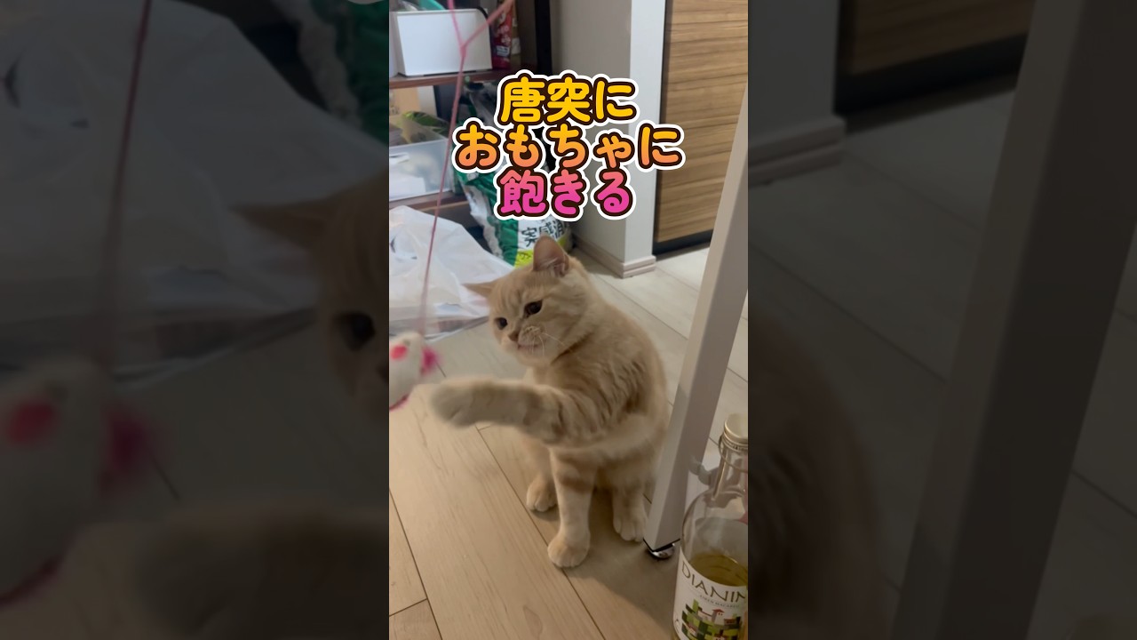 唐突におもちゃに飽きる猫 #ブリティッシュショートヘア #cat