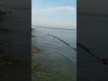 Minnow Sinking 4 5cm Berat 4 5grm Killer Boskuh Di Spot Eretan Wetan Indramayu Jawa Barat
