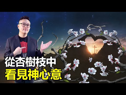 杏樹枝
